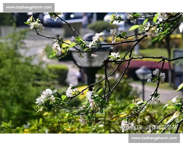 晨雾与羽翅:鸟里的早安启示 晨雾与羽翅:鸟里的早安启示